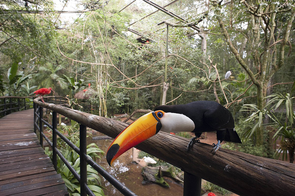 Os 5 melhores zoológicos do Brasil Parque das Aves, Foz do Iguaçu