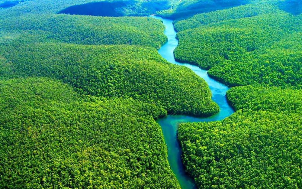 As 5 principais florestas do mundo Floresta Amazônica