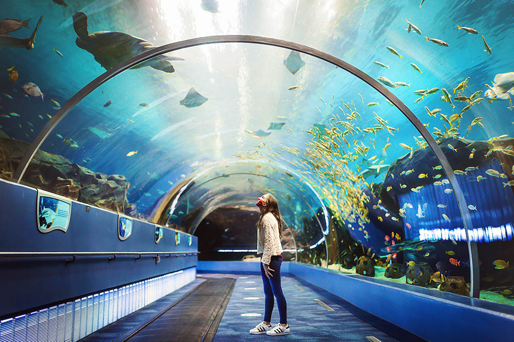 Aquários: Conheça os 6 melhores do mundo Georgia Aquarium, Atlanta, EUA