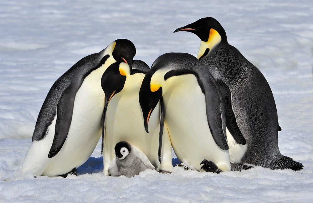 Visitar Colônias de Pinguins Imperador